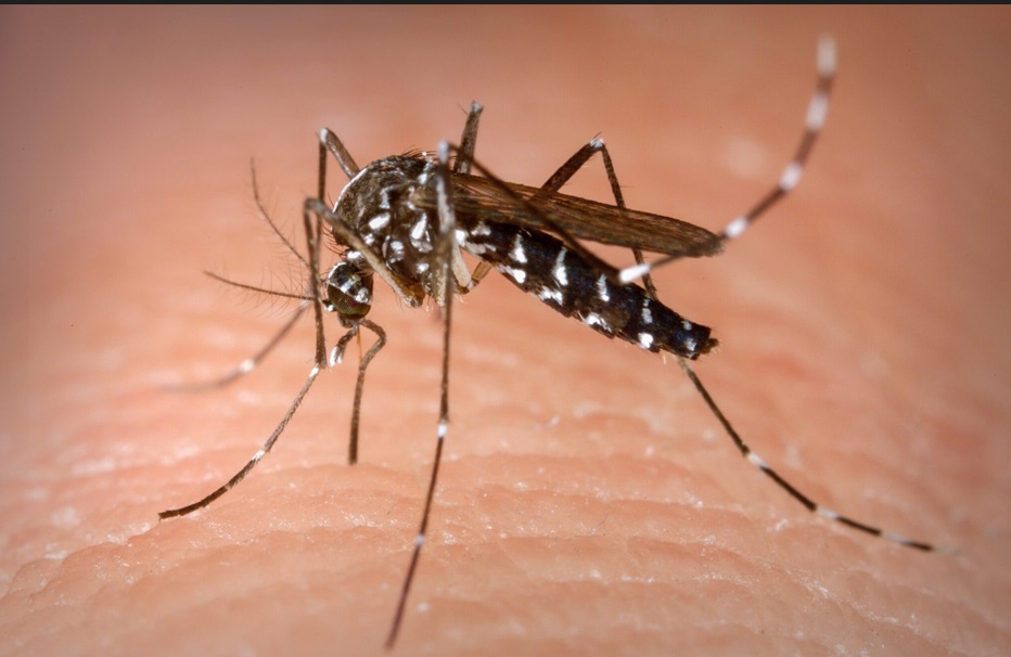 Itapoá decreta situação de emergência após aumento dos casos de dengue