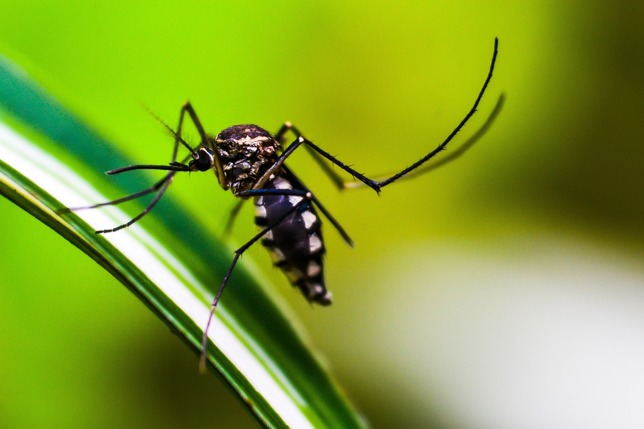Governo de SC lança painel com dados da dengue