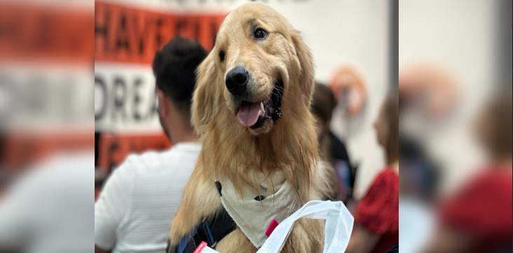 Workshop de Etiqueta Canina no Garten Shopping: aprimore a convivência com seu cão
