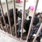 Atuação do Centro de Bem-Estar Animal após Resgate em Canil Clandestino
